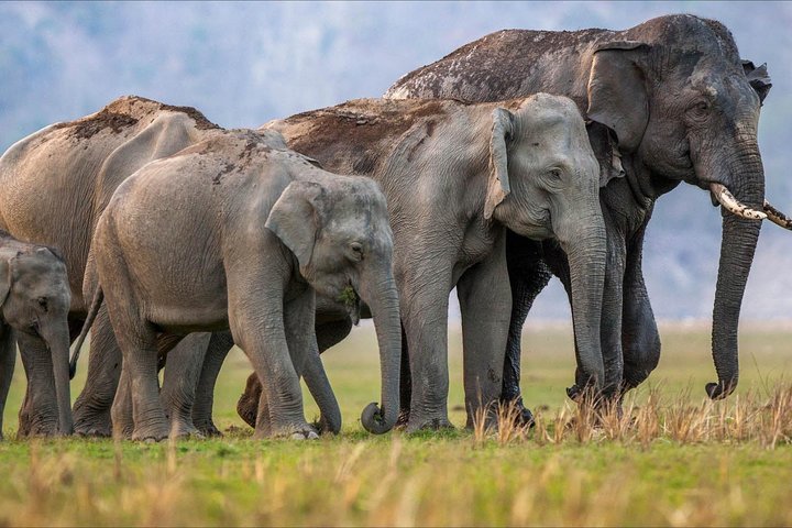 Rajaji National Park - Jeep Safari in Rishikesh